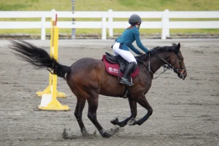 令和8年5月22日(金)～24日(日)
第60回SHIZUOKAホースショーが開催されています。

馬場馬術・障害飛越競技の競技会となります。一般の観戦は自由です。

#御殿場市馬術スポーツセンター #馬術