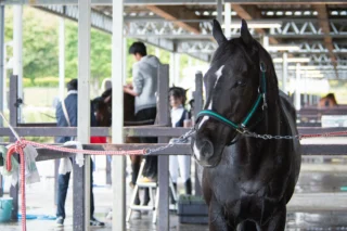 令和8年5月22日(金)～24日(日)
第60回SHIZUOKAホースショーが開催されています。

馬場馬術・障害飛越競技の競技会となります。一般の観戦は自由です。

#御殿場市馬術スポーツセンター #馬術