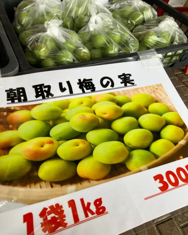 【朝採れ梅の実…数量限定で販売中‼️】

御殿場市中央公園の管理棟で朝収穫した梅の実を数量限定で販売しています‼️

1袋（1キロ　300円）です❗️
数が少なめですので、お早めにお求めください。

※キズありは1袋（1キロ　200円）です。
♯梅
♯梅収穫
♯限定数
♯富士山の見える公園
♯園内花盛り
♯曇り空
♯メダカ
♯御殿場市
♯ミクリ