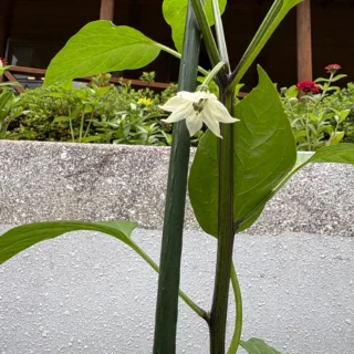 おはようございます。
先日植えた野菜のピーマンの花が咲きました。
夏の花のマリーゴールドやジニア、これから秋まで大きくなって花が咲き続くサンパチェンスを植え、皆様のご来園をお待ちしております。
#乙女森林公園キャンプ場
#御殿場市
#富士山の見えるキャンプ場
#夏野菜
#マリーゴールド
#ジニア
#サンパチェンス
#富士山
#金時山
#箱根
#ミクリ
#micri