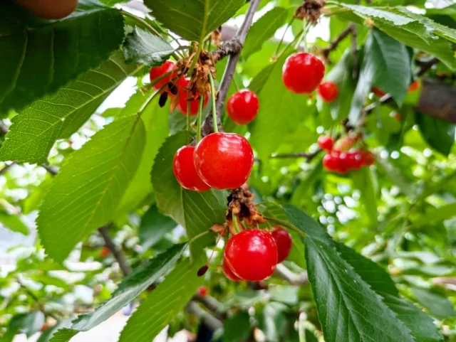 この時期の食べ放題といえば、、、

赤い魅惑の果実🍒さくらんぼ
ビタミンABCや鉄分が豊富で安眠効果もあるとのこと！

口に頬張り、絶妙な甘みと酸味のバランスで虜に✨
3種の食べ比べができたので、嬉し楽しい食べ放題！

神社お寺巡りでは、厳かな雰囲気で心が癒され
深まる緑に目が癒され、お寺での食事にお腹は満たされ
良い1日となりました！

6/11のツアーに
ご参加いただいた皆様ありがとうございました！
次はどこへ行きましょうか？

やっぱりおいしい食事付きのプランがイイですね✨

気になるプランはプロフから、
または「富士山みくりやの旅。」で検索してください！

#御殿場
#富士山
#富士登山
#トレッキング
#ハイキング