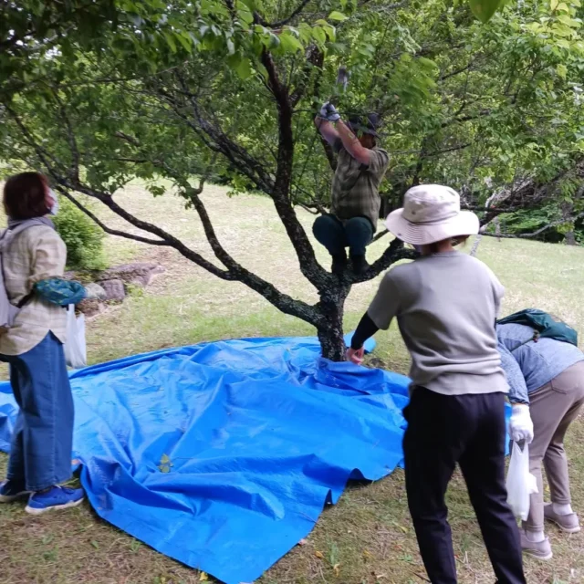 おはようございます。乙女森林公園キャンプ場です。

昨日、自主事業｢梅狩り&梅シロップ作り体験｣を第２キャンプ場で実施しました。

手が届く範囲で採れる梅が少なかったので、スタッフが木を揺らして転がっていく梅を採り、餅まきのような感じになってしまいましたが、思いの外大粒の梅がたくさん収穫できました。

皆さん作業がスムーズに進み、雨が降る前に終了することができました。

今回はじめてのイベントでしたが、ありがたいことに予約も早々に定員に達し、参加できなかった方もいらっしゃったかと思います。
来年度も開催できたらと考えております。

#乙女森林公園キャンプ場
#御殿場市
#梅シロップ
#ミクリ
#micri