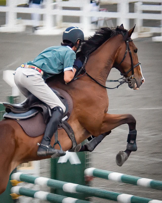 2026 Fuji Horse Show Summer GrandPrix ★★★ 

呼吸を合わせる。
心を整える。

#御殿場市馬術スポーツセンター  #人馬一体 #御殿場市