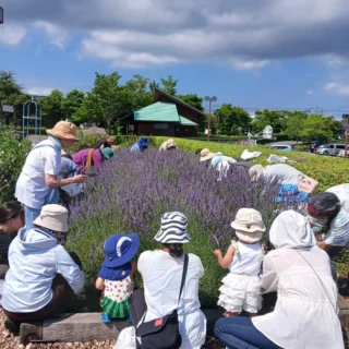 ラベンダー狩り開催中です