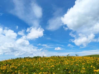7/14は、霧ケ峰最高峰 車山トレッキングへ行ってきました⛰️

当日は見事な晴れ&お花畑&高原歩き&眺望！
全てが完璧👌

天気が良すぎて霧ケ峰の心地よい風が少し足らなかったですかね💦贅沢を言うと。

車山山頂まではリフトを使い楽々トレッキング
山頂では、360度の眺望　＊富士山も見られました
ニッコウキスゲのお花畑

夏は高原歩きがイイですね✨
標高2,000㍍付近は心地がよい✨

ご参加いただいた皆さま、ありがとうございます！

この夏は、
「富士下山シリーズ」
「樹海トワイライト&ナイトハイキング」
「富士山きのこ鑑賞トレッキング」
「宝永火口縁トワイライト&ナイトトレッキング」
富士山ツアー盛り沢山です！

まだ空きのあるものもございます！
是非、プロフのURLからご覧ください。

引き続き、富士山みくりやの旅をお願いします。

#富士山
#御殿場
#ミクリ
#富士山みくりやの旅
#ナイトハイキング🌠