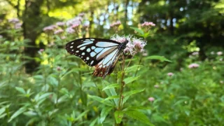 今朝は清々しい秋晴れを迎えた秩父宮記念公園。
園内では朝から、開花を始めたフジバカマにアサギマダラが飛来しております。
少しひんやりした朝露も残る中、陽の当たる葉の上で日向ぼっこをしたり、蜜を吸ったりと朝から忙しく飛び回っております。
園内では満開を迎えたキンモクセイやホトトギス、ツワブキ、サラシナショウマ、ヤマトリカブト、ノコンギク、セキヤノアキチョウジ、コスモスなど秋の花々が開花中です。
今朝は茅葺母屋から富士山が見えております。

節花エリアの、ヒノキゴケを植えた辺りの石の上ではキイジョウロウホトトギスがあっという間に見頃を迎えております。
雨天のため9月から延期となった10月17日(土)の『苔貼り体験』はまだ募集中です！
移ろいゆく秋を感じながら園内でふかふかのコケに触れてみませんか？
詳しくは秩父宮記念公園のHPなどご覧ください。

 #秩父宮記念公園
 #アサギマダラ
 #フジバカマ
 #秋の庭園
 #苔貼り体験
